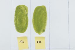 A white paper displays two smoothie samples, showcasing the consistency of a NutriBullet smoothie blended for 30 seconds and another blended for a full minute.