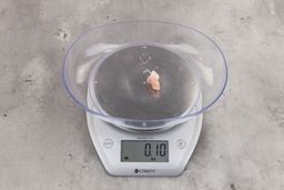 0.1 ounces of ground chicken scraps from garbage disposal, displayed on digital scale, placed on granite-looking table. Mess of shredded soft tissues and shredded bones.