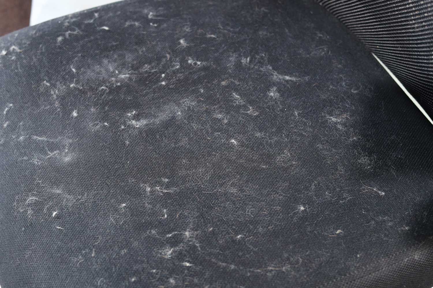 Cat hair on the fabric
