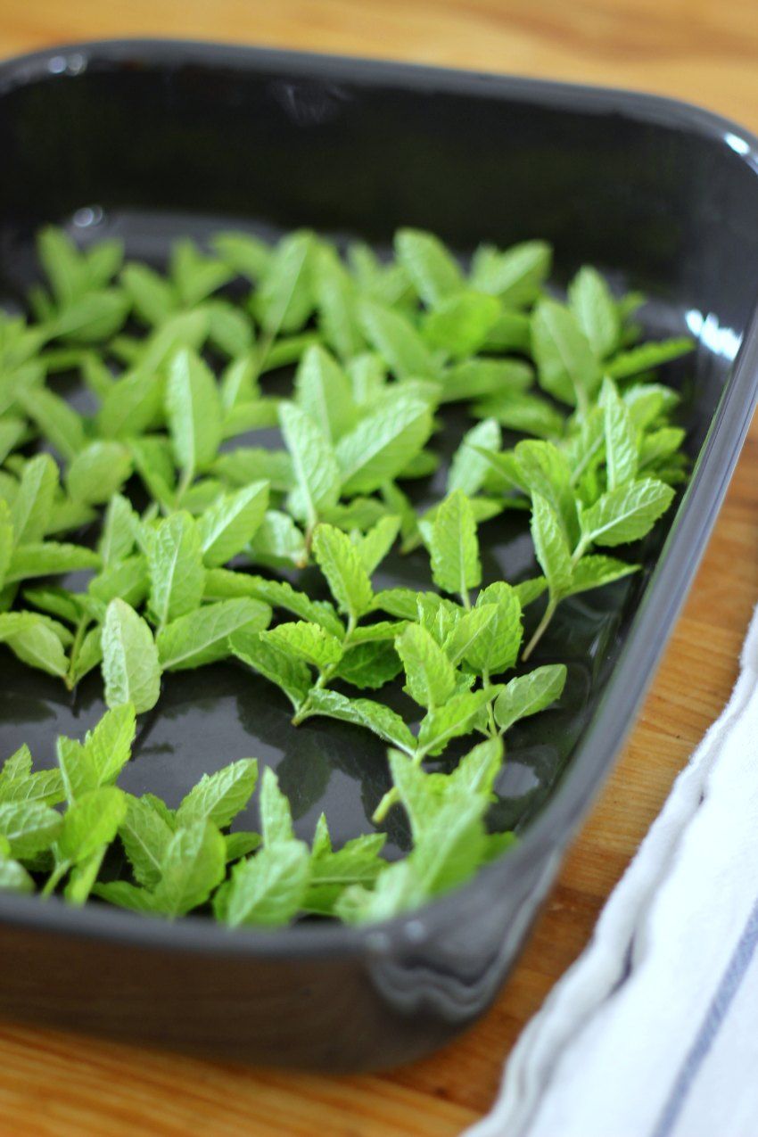 How to Dry Mint Leaves in the Oven