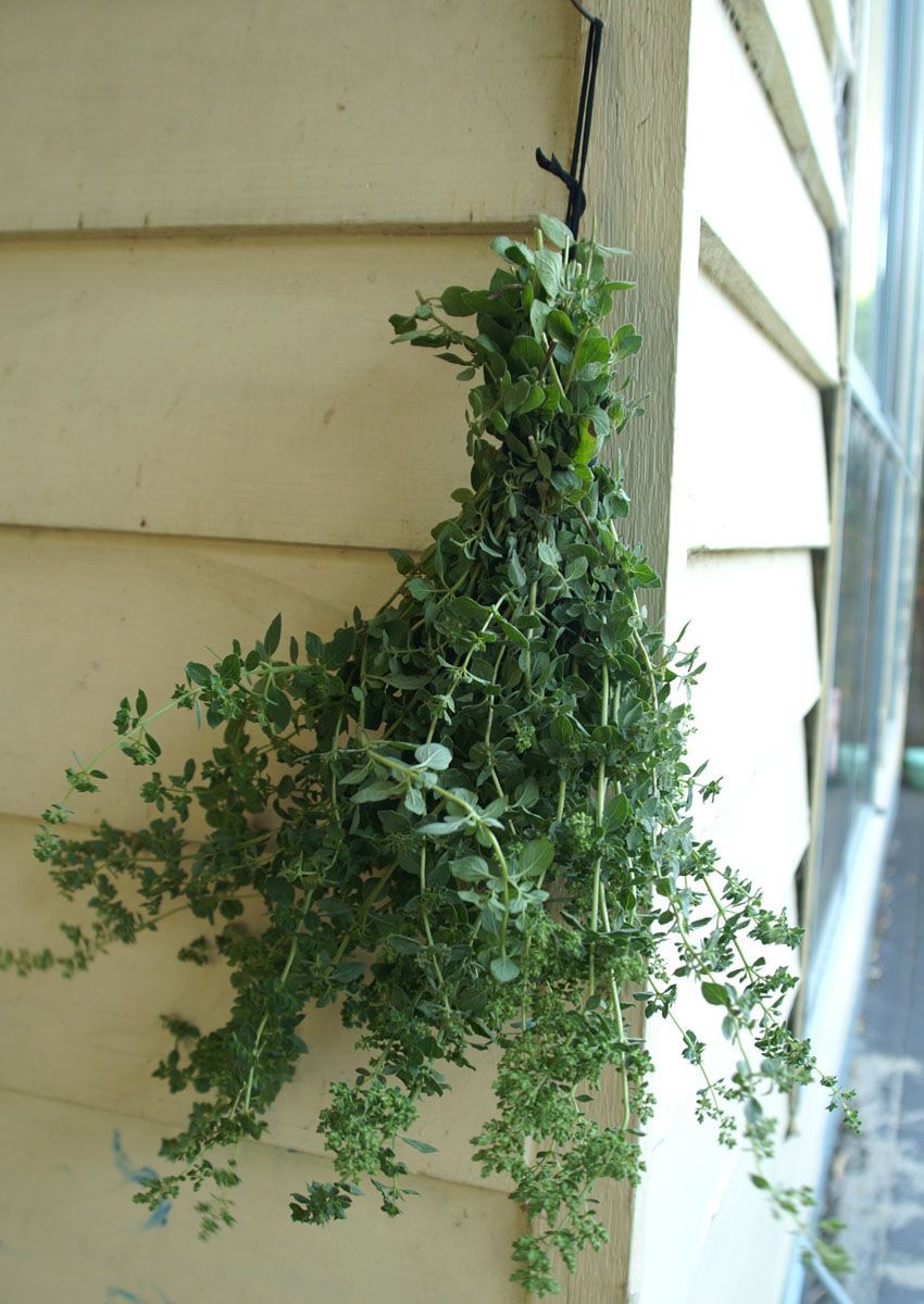 The Best Ways to Dry OreganoThe Best Ways to Dry Oregano