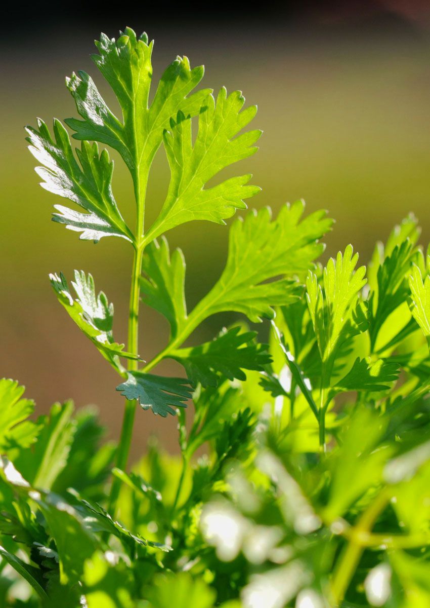 Can You Dry Cilantro