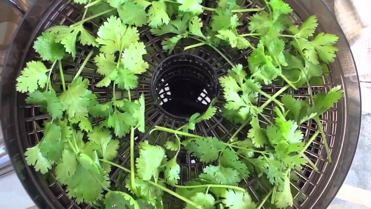 How to Dry Cilantro in the Food Dehydrator